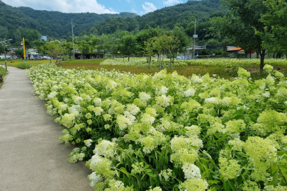 나무수국 군락지사진