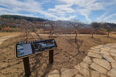 공작 단풍원 사진